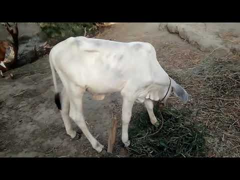 Mera gai mata ka video