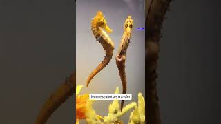 The Ultimate Superdad  #SeahorseDad #OceanMagic #NatureIsWild