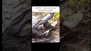|| Crocodile vs turtle......                                                                 #shorts