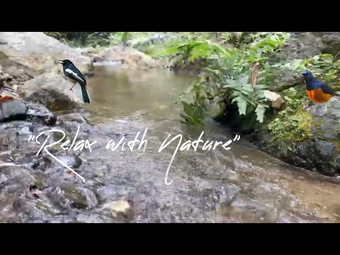 Nature Sounds: Gentle Flowing Stream & Melodious Birdsong #relaxingsounds, #naturesounds