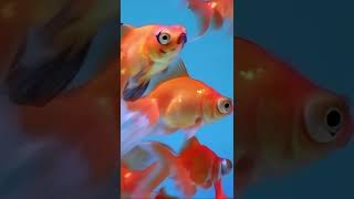 Fish From The Learn to Talk DVD by Oxbridge Baby #learntotalk #oxbridgebaby #preschoollearning
