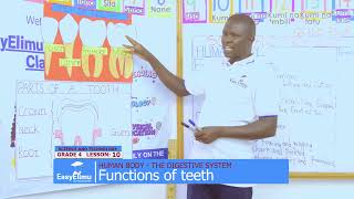 The functions of teeth in humans | Grade 4 Science and Technology