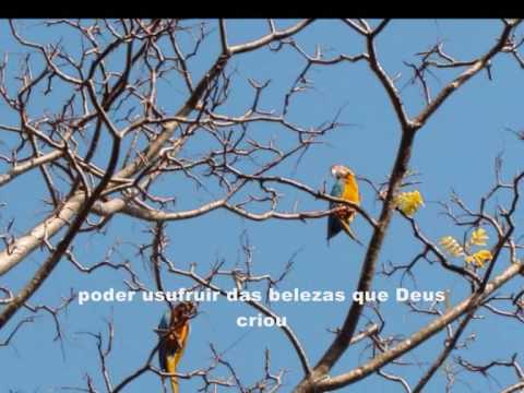 Fazenda Dona Helena - Estória de uma vida
