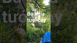 #bolero #dancatrutinh #nhacvangxua #senbuon #mit2025 #mitruotdo #mítthái #senxua