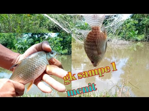 beginilah kalau mancing jaring tepat di sarangnya - spring net fishing