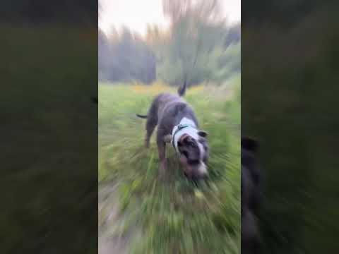 Wyd there, come with us #dog #cute #relaxing #nature #shorts #boopthesnoot #ruffandrelax