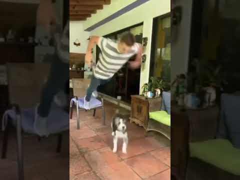 This was edited dont worry😂 ||#short #video #viral#puppy#instadog #dogstagram #doglover #dogoftheday