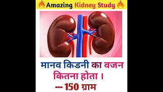 Amazing Kidney Study in Hindi language knowledge video #studyknowledge