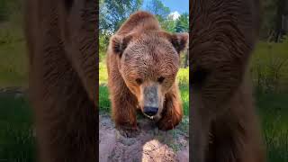 Nature's Beautiful Animal Evolution #animaljourney #animaltransformation #beautifulnature #GenProMax