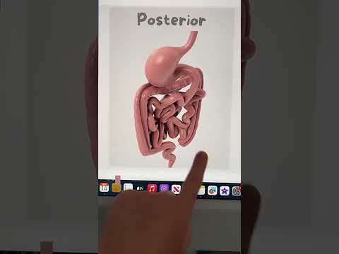 Are you having a hard time visualize parts of the GI system? Hope this helps💗