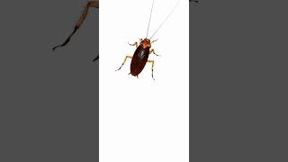 Cockroach for cats to watch 🪳 #cat #catgames #cats#viral #meow #cockroach