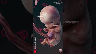 Fetal Development | The Creator's Miracle 🤰🏻💞👶🏻