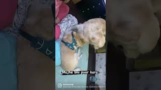 Max ne machaya tehelka …taggy ko khadeda #dog_features #dogscorner #dogsofinstaworld #fluffypack