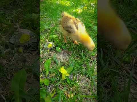 #hen #todaybestvedioforchilds #toys #peace #viralvideo #natural #Viral...