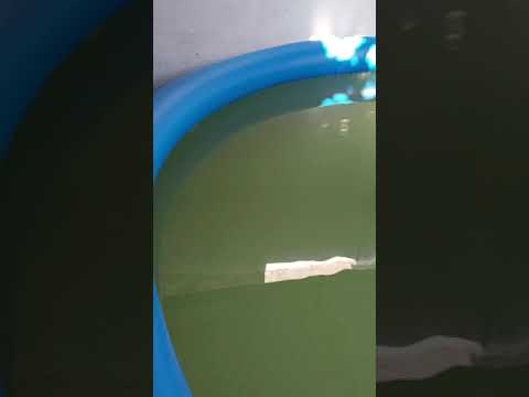 HOW TO CLEAN 10 FOOT DIAMETER GREENY SWAMPY STINKY INTEX POOL