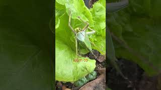 Luỗm cọ #nhạctrữtìnhhaynhấthiệnnay  #tamtrang