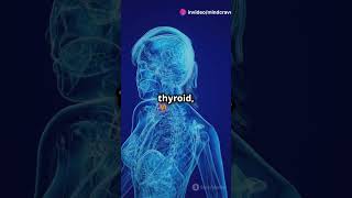 How the Endocrine System Works? The Body's Master Control! #endocrinesystem #hormones #health