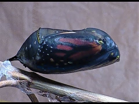 Monarch Metamorphosis - getting very close