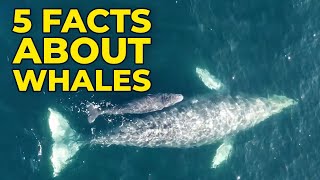 5 Facts About Whales