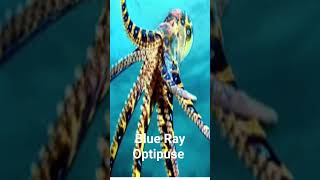 Blue Ray Optipuse #OceanMagic #MarineKingdom #DiscoverWildlife #ExploreTheOcean#SeaWorld
