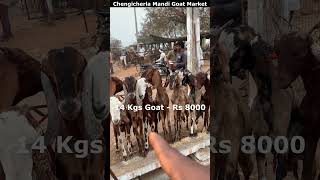 14 Kgs Goat - Rs 8000 || Chengicherla Mandi Goat Market #viral  #chengicherla #trendingshorts
