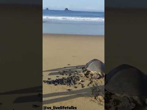 கடலாமை🐢 #turtle #love #shorts #short #shortsfeed #shortvideo #shortsvideo #trending #viral