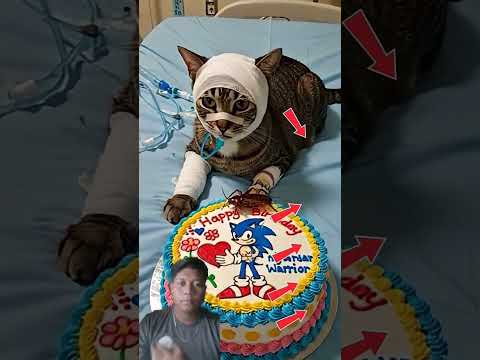 #o #cat #animalintelligence #cake #funny#cute #aiandcats #aicats #kitten #cutecat#happybirthday