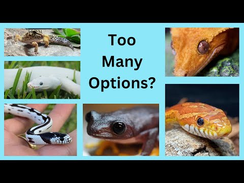 How to Pick Your First Reptile! (3 Things to Consider)