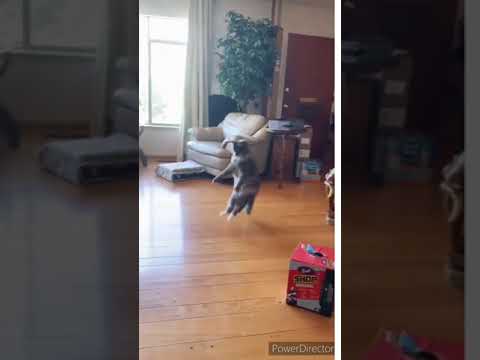 Super dance!