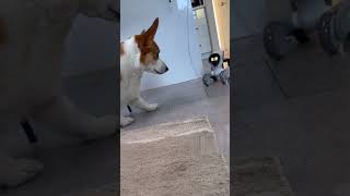 loona robot vs dog #loona #loonapetbot #loonarobot #airobot #petbot #petrobot