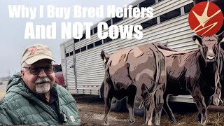 Why I Buy Bred Heifers and NOT Cows