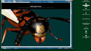MDD creator OUTPUT (HTMLdemo)