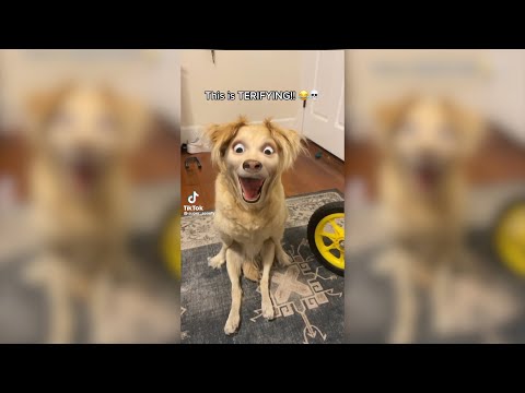 Dogs Trying Social Media Filters
