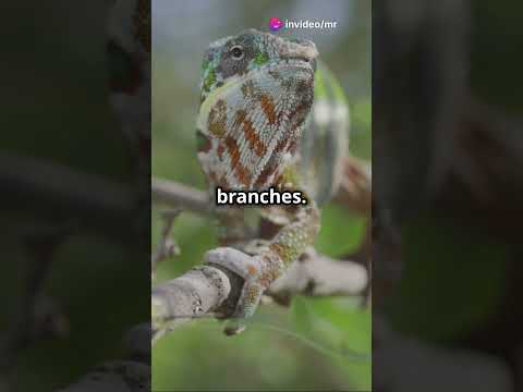 Chameleons Nature's Colorful Ninjas!  #animal #facts #animals #wildlife #nature #naturelovers