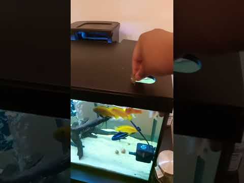 Feeding da fish