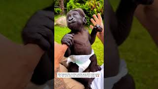 Helping a Gorilla Mother Give Birth and Reunite #gorilla #shortsvideo #animalshorts #wildliferescue