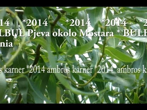 Bulbul pjeva okolo Mostara