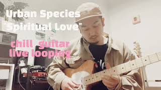 Urban Species - Spiritual Love(chill  guitar live looping cover)