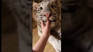 "Naughty Little Tiger Gets Into Trouble! 😜🐯 | Hilarious Tiger Moments"
