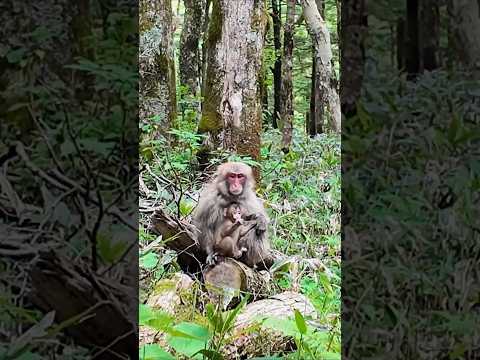 【上高地】ニホンザルの親子
