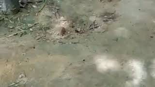 4feet long snake in NSIT university campus