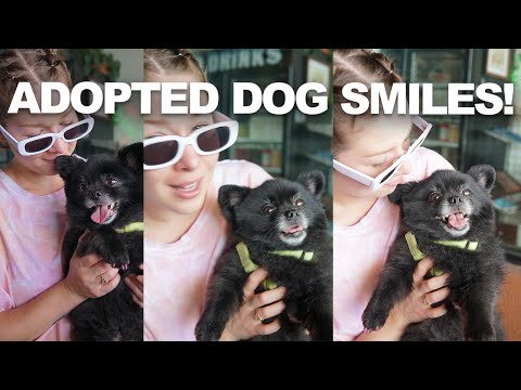 This Rescue Dog Can’t Stop Smiling After Adoption!❤️