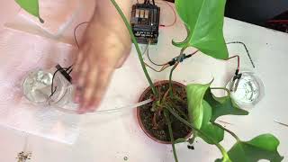 Plant Pi Project