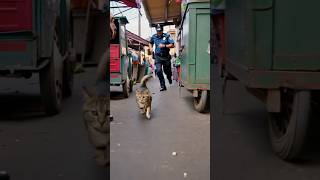 Tha Cat Was Arrested #ViralShorts #AIshorts #TechForKids  #entertainment #SmartParenting #viral