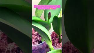 #cattleyaorchids #orchidshare #orchids  #orchidslover  #shortsyoutube #shortspage