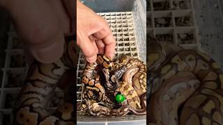 Great clutch from last season! #molinarosnakelab #python #shorts #viral #royalpython #ballpython