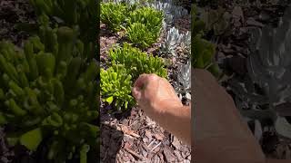 Cacti Flower Bed