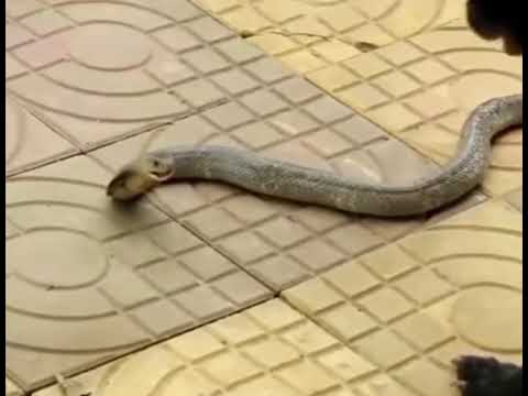 நல்ல பாம்புயை வீட்டுக்கு நுழைய விடாமல் தடுத்த வீட்டு நாய்