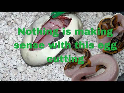 Egg Cutting! Double Partho? 2023 Enchi Pied X Banana Blade Clown
