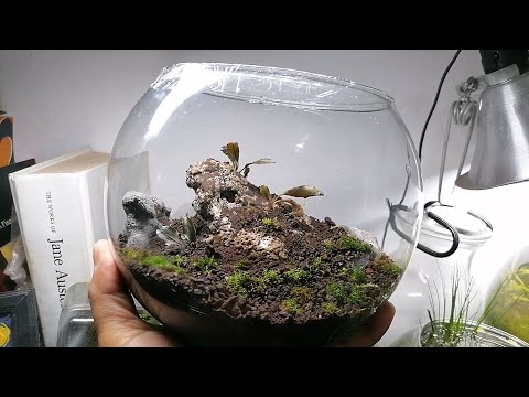 Making a Bucephalandra and Moss Terrarium